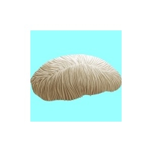 Pale Muffin Coral